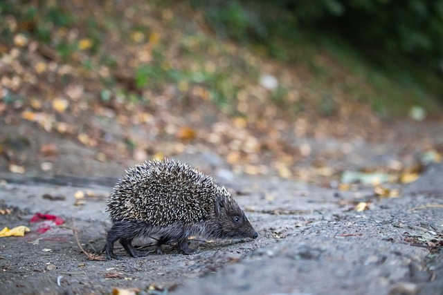 帮助梅州队 帮助梅州队